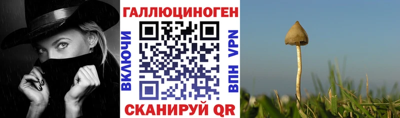 Псилоцибиновые грибы Psilocybe  Ясный 